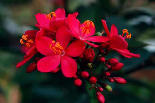 雞蛋花