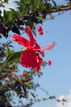 木槿花