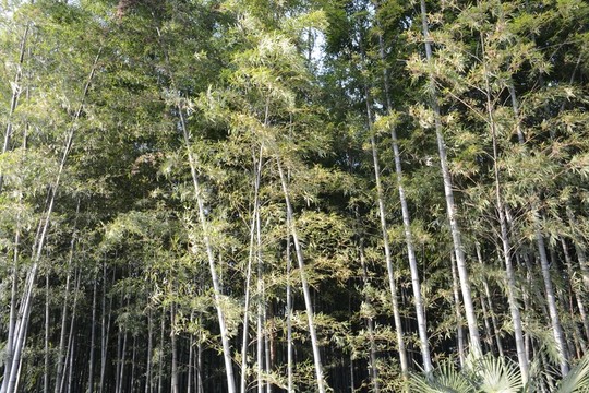 竹林