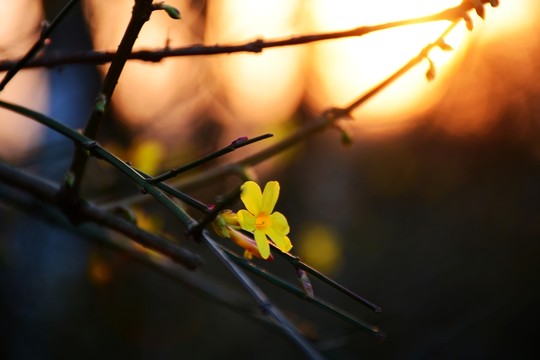 迎春花