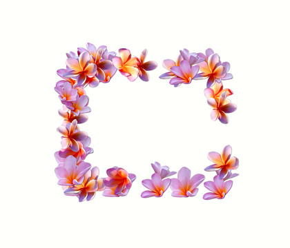 玉蘭花花邊邊框
