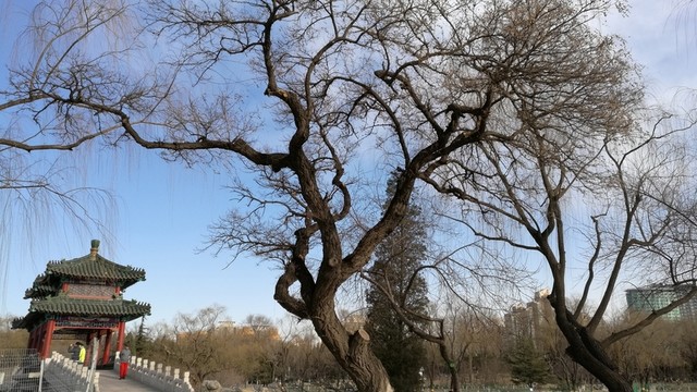 樹枝