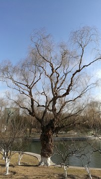 樹枝