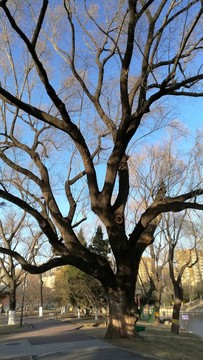 樹枝