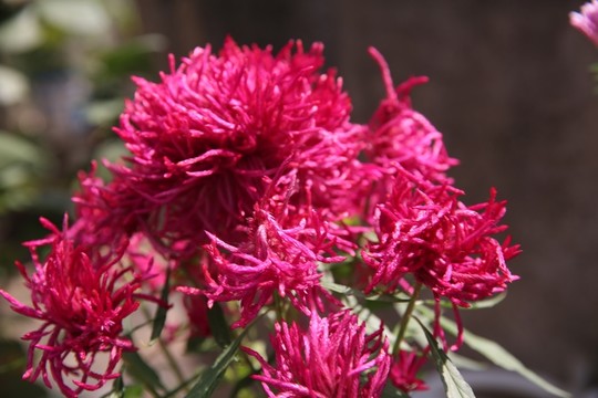 鳳尾花 千絲花