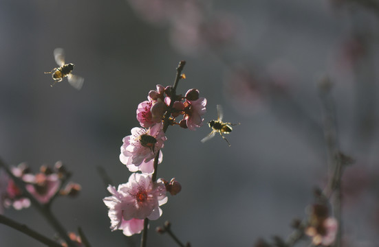 桃花 采蜜