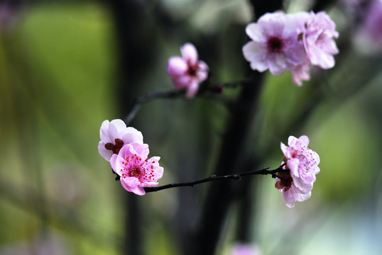桃花開