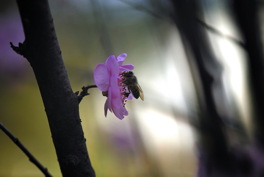 桃花 桃樹