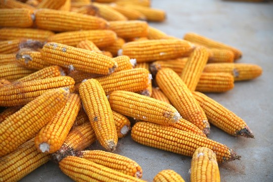 糧食 農(nóng)作物 苞米