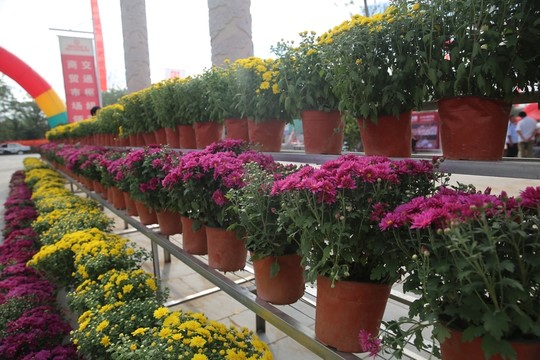 菊花背景