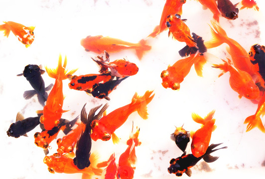 金魚