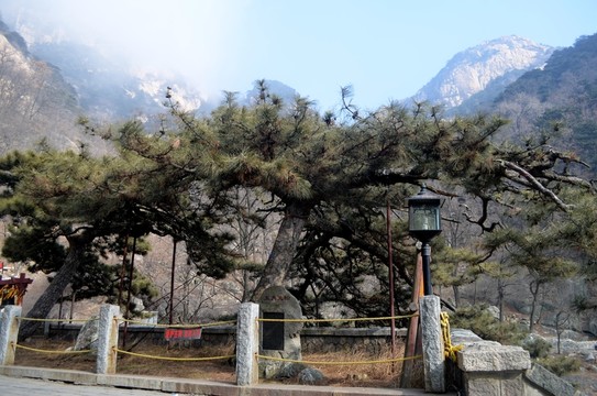 泰山五大夫松