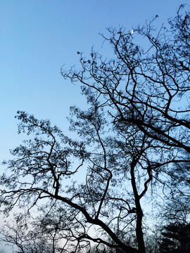 樹枝剪影