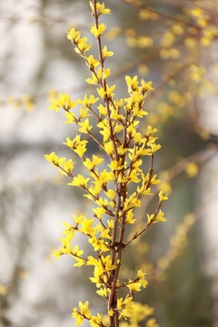 迎春花 春天