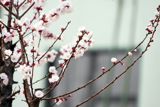 杏花 白色杏花