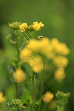 油菜花 油菜田 春天