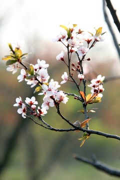 李子花 白色花 李子樹 春