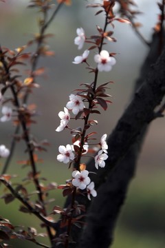 白色花 李子樹 李子花