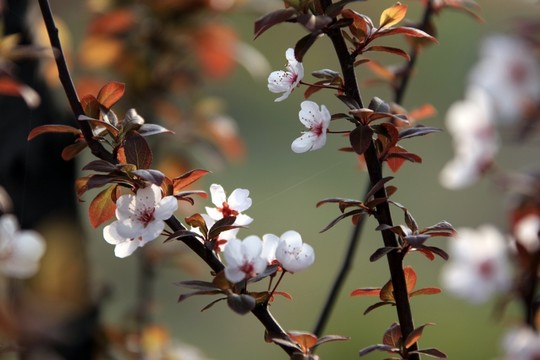 紅李花