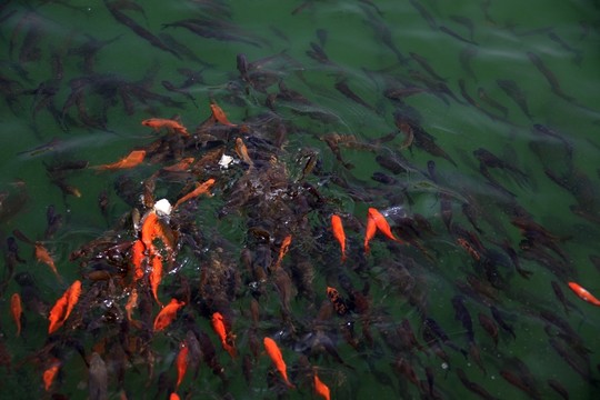 魚群 金魚 魚塘 公園