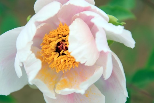 芍藥 花草 花卉