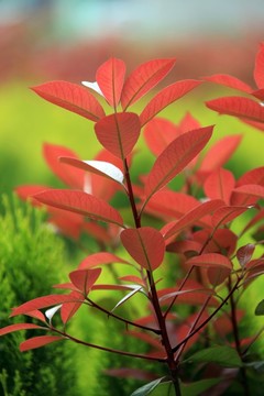樹葉 春天