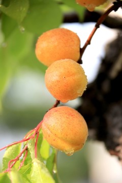 紅杏 杏子