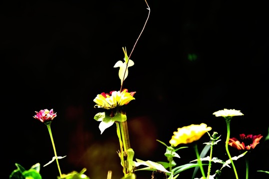 藤蔓鮮花