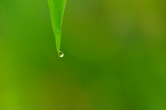 綠葉 水滴
