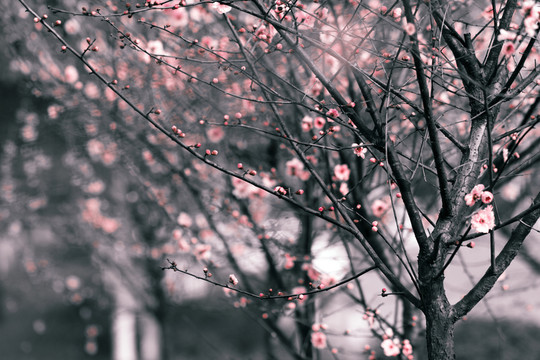 紅梅