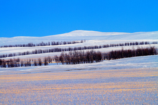 農(nóng)田防護(hù)林雪景