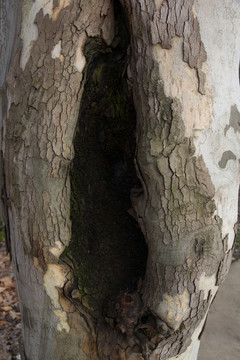 樹結(jié)
