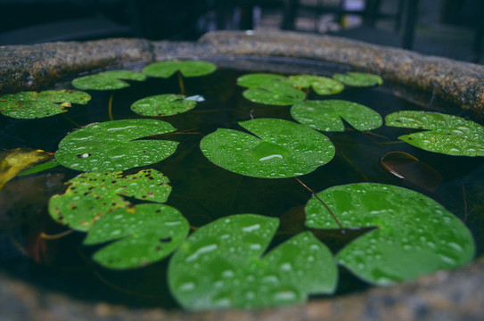 水生植物