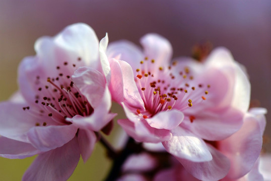 桃花