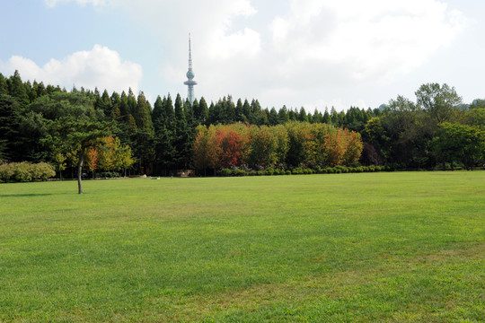 青島中山公園草坪
