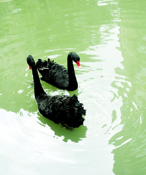 天鵝 動物 鳥類