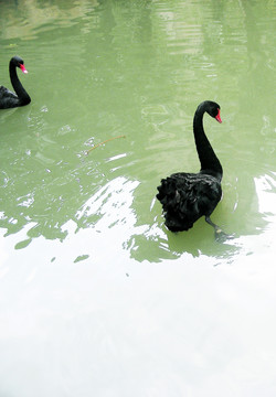 天鵝 動(dòng)物 鳥(niǎo)類