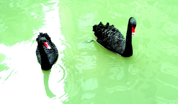 天鵝 動(dòng)物 鳥(niǎo)類