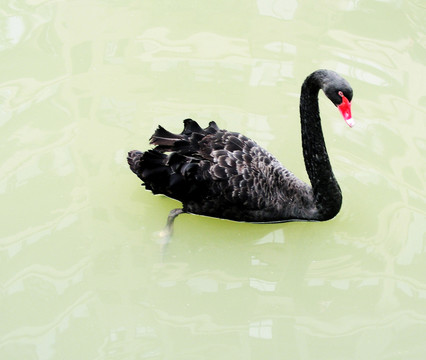天鵝 動(dòng)物 鳥(niǎo)類(lèi)