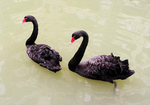 天鵝 動(dòng)物 鳥類