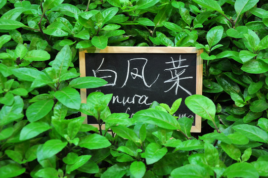 生長中的白鳳菜