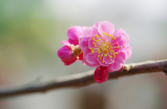 梅花