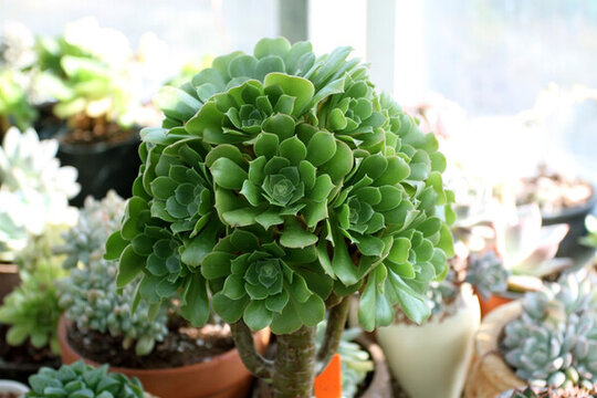 多肉植物 肉肉 花卉 綠植