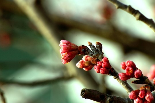 櫻桃花