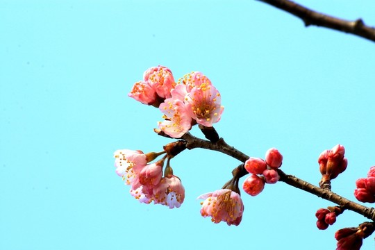 櫻桃花