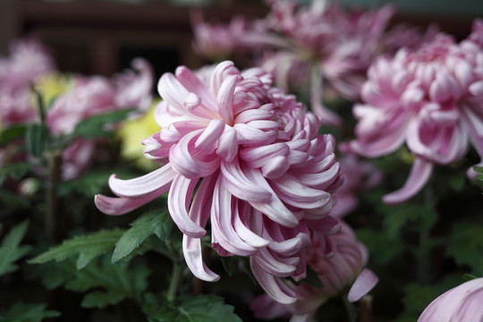 菊花