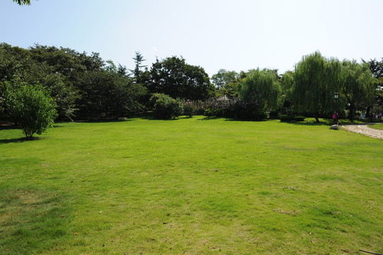 公園草坪