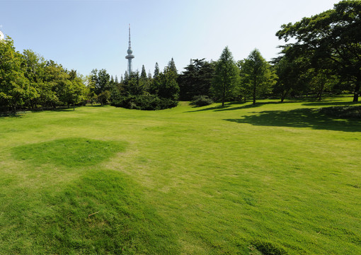 公園草坪