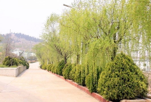 柳樹 春天 公園風(fēng)景