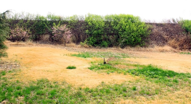 春回大地  春天公園  草坪